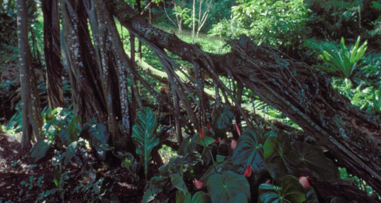 Explora la jungla y el bosque lluvioso en un vehículo apropiado.