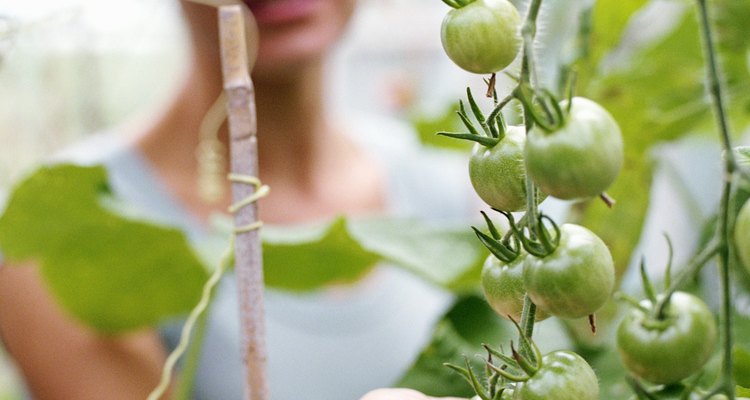 Cultiva tomates en una maceta grande en un patio o terraza soleados.
