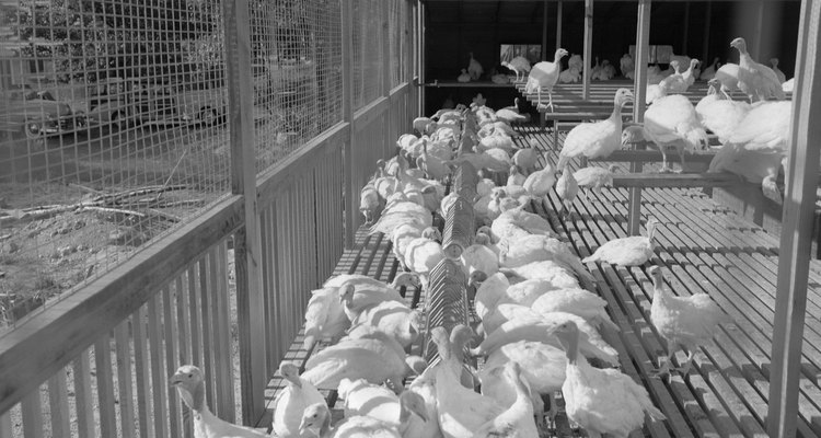Un corral puede ser cubierto o tener un piso de rejilla para mantener a los pollos sanos y seguros.