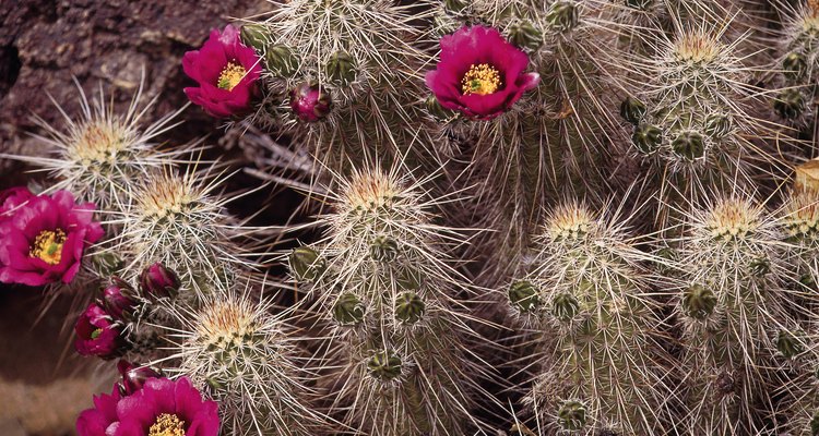 Cactus erizo tolerante a la humedad.