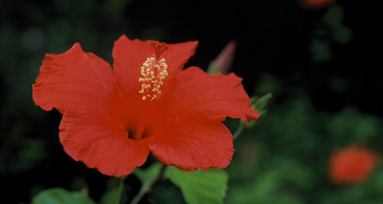 Perennial hibiscus is a member of the mallow family.