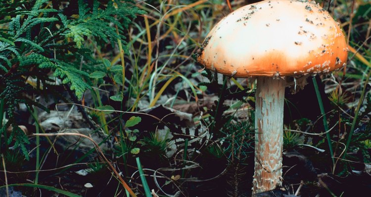 Kill unsightly mushrooms in your lawn with a vinegar solution.