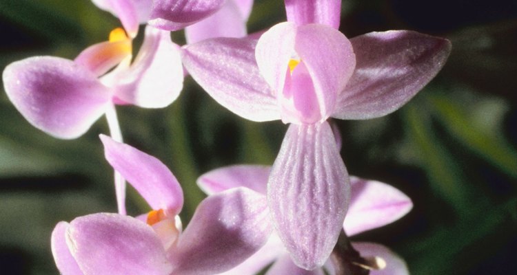 Cultiva y cuida de las orquídeas adecuadamente para que vivan más.