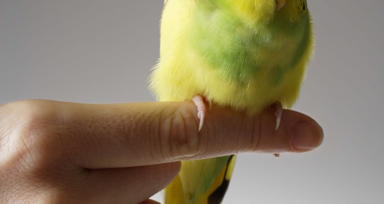 Alimentar manualmente um periquito vai ajudar a tornar o pássaro mais manso e sociável