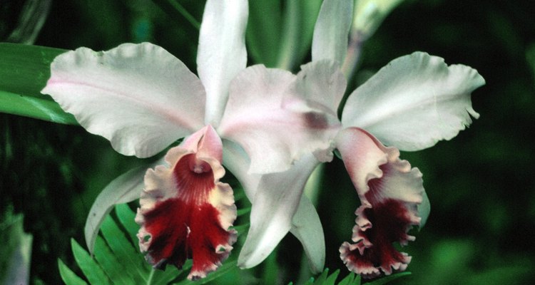 Existen muchas variedades de Orquídeas