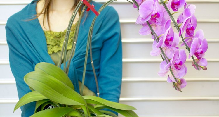 Las orquídeas pesadas pueden romper su tallo si se apoyan correctamente.