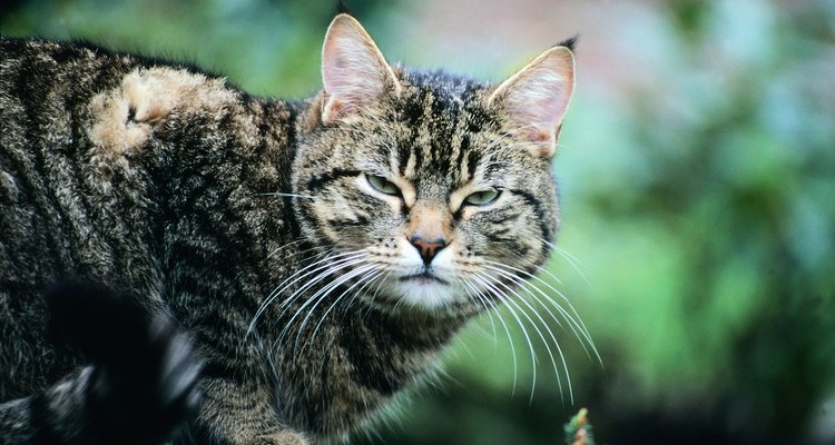 Feeding an elderly or sick cat can be a challenge, and flavour enhancers can help.