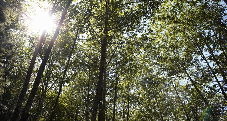 Hay varios tratados para proteger el medio ambiente en la legislación argentina.