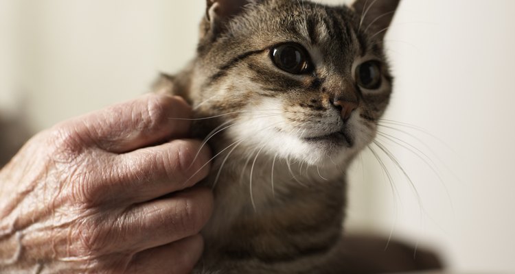 O cuidado e a segurança são essenciais para um gato com o ombro deslocado