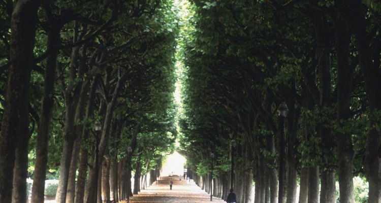 Uma das avenidas arborizadas para desfrutar o Jardim das Tulherias