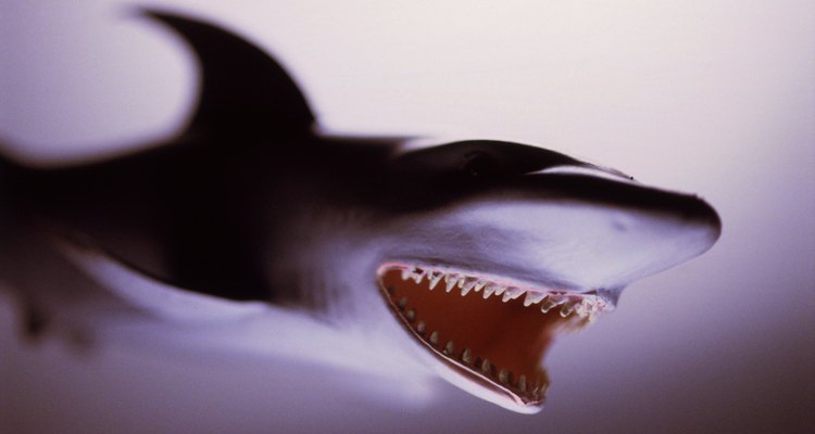 Los tiburones tienen dientes muy afilados.