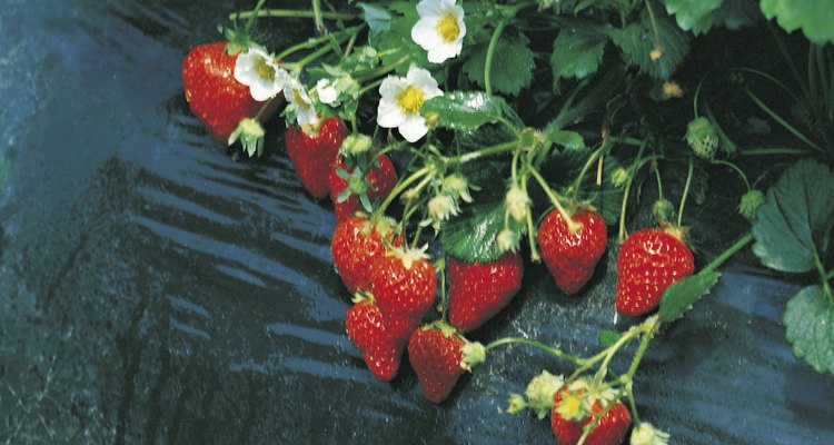 El fertilizante adecuado conlleva una cosecha abundante de jugosas fresas.