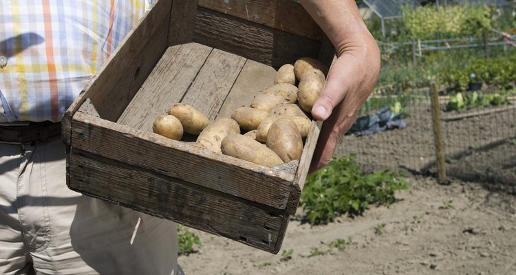 Las papas de principios de primavera son dulces y se cocinan parejas para lograr una mejor textura.