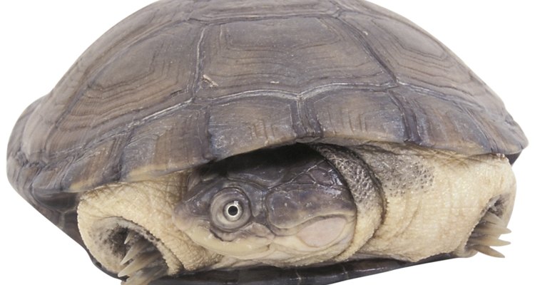 Las tortugas son sólo un tipo de los animales que hibernan en invierno.