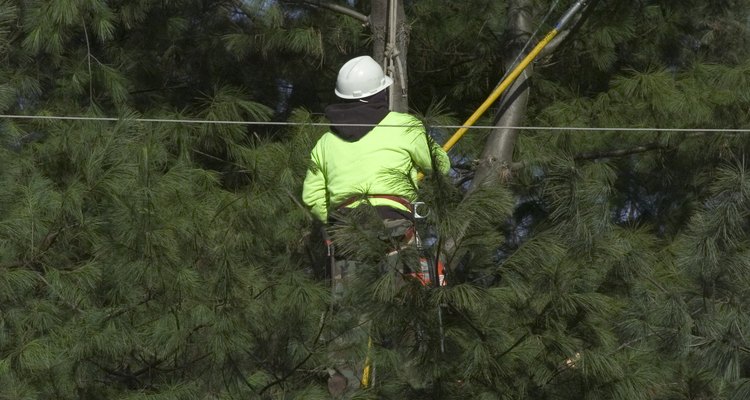 O trabalho pode ser mais dispendioso se a árvore não estiver livre de linhas elétricas e edifícios