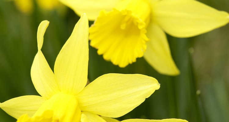 The yellow daffodil is a narcissus and is often associated with Easter.