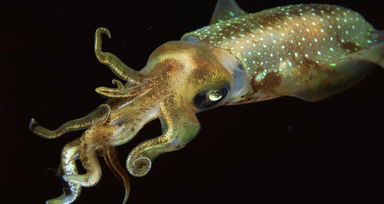 Los calamares usan su tinta como defensa.