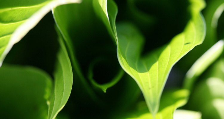 Las plantas son de color verde debido a la reacción química de la fotosíntesis.