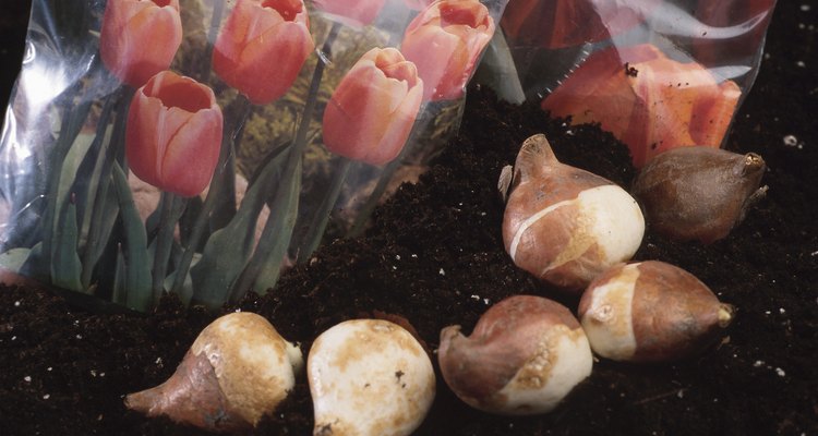 Tulips and tulip bulbs