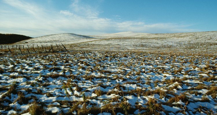 Taiga e tundra são lugares inóspitos e frios