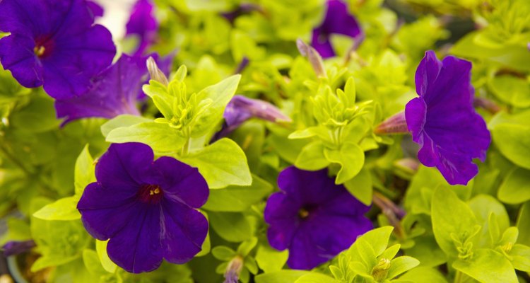 Petunias come in many colours including the vivid purple these petunias boast.