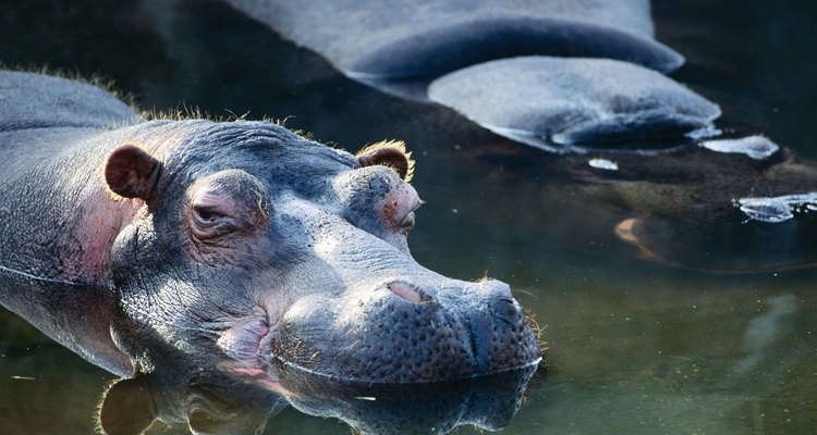 Make a cake shaped like a hippo head.