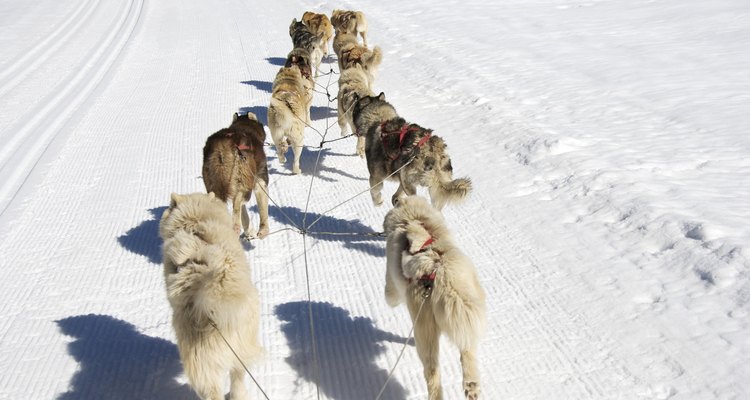 O Iditarod é um evento controverso que já causou a morte de mais de 140 cachorros