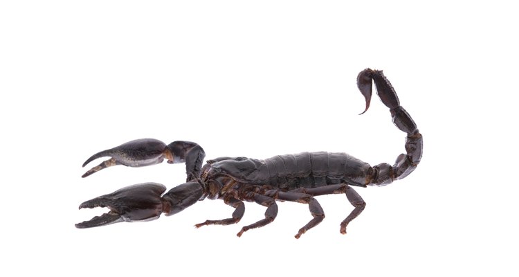 Los escorpiones modernos son diminutos comparados con sus antepasados carboníferos.
