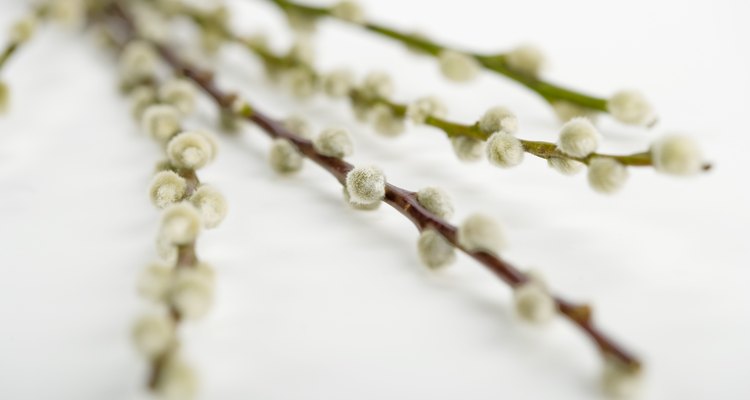 Create a ritual broom with willow branches.