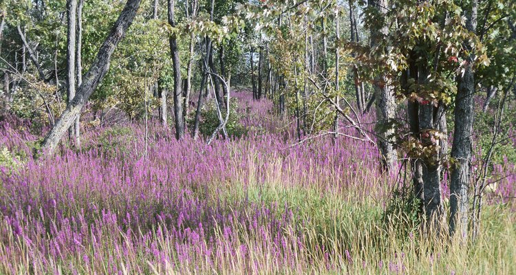 Purple loosestrife is an invasive perennial weed with shallow roots.