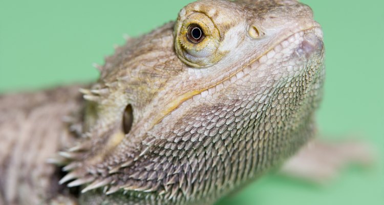 Los dragones barbudos necesitan una dieta variada.