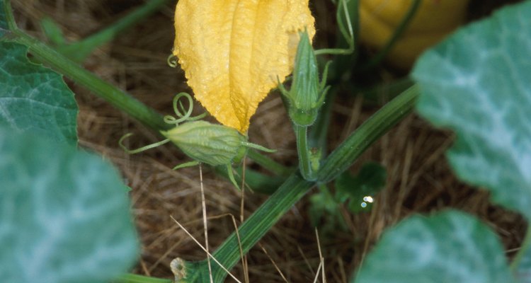Una calabaza comparte similitudes con otras plantas de la familia Cucerbitaceae.