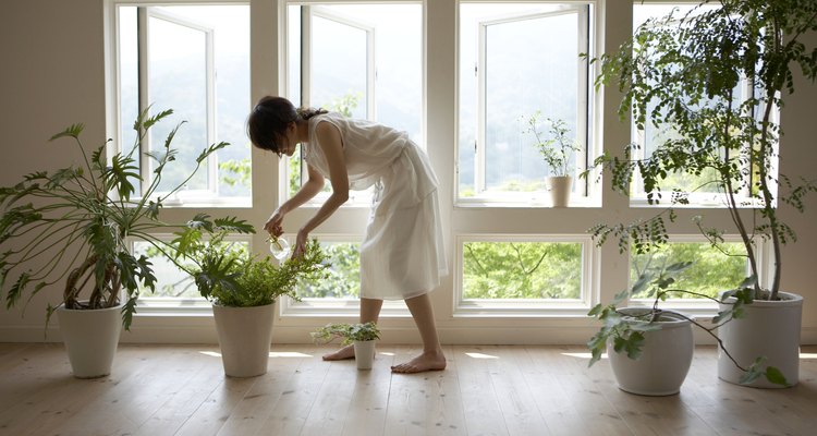 Mantén la planta en una habitación iluminada donde haya buena ventilación.
