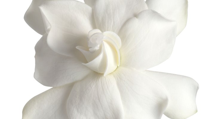 Puedes crear tu propio perfume de gardenias.