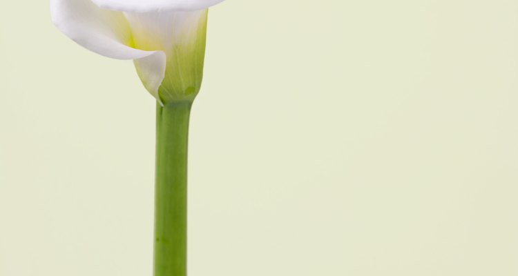 Calla lilies' flowers can change colours if growth conditions are not right.