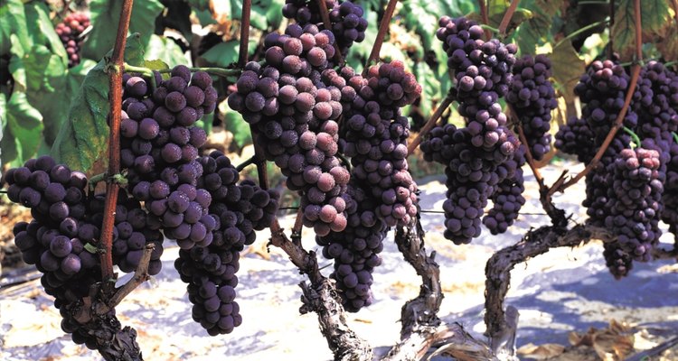 O transplante deve ser feito com cuidado e rapidamente para aumentar as chances de sobrevida da videira e retomada da produção de uvas