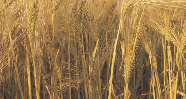 Tanto el trigo como la cebada tienen puntos de referencia geográficos.
