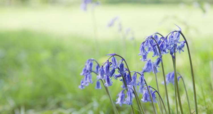 Las flores de campanilla crecen de forma natural en las zonas boscosas.