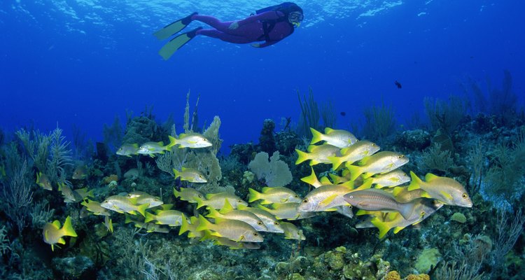 Los biólogos marinos estudian la vida marina en los océanos y laboratorios.
