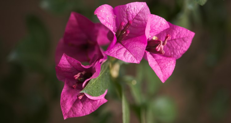 Growers of bougainvillea often let the plant dry out until it wilts to stimulate the plant to form flowers