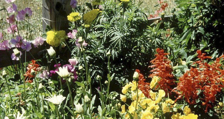 Plants have a built-in mechanism to prevent overcrowding.