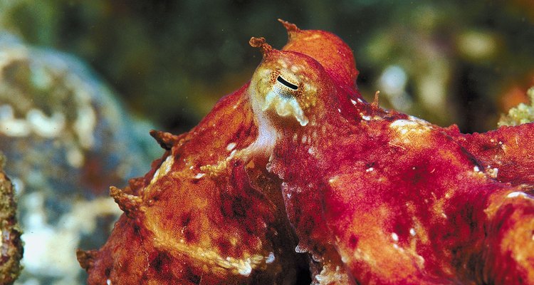 El pulpo rojo es nativo de la costa pacífica de Estados Unidos.