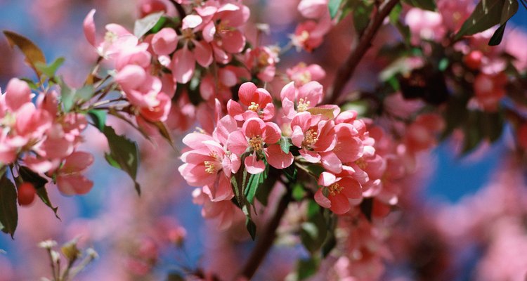 The best time to treat aphids on a cherry tree is during the dormant season.