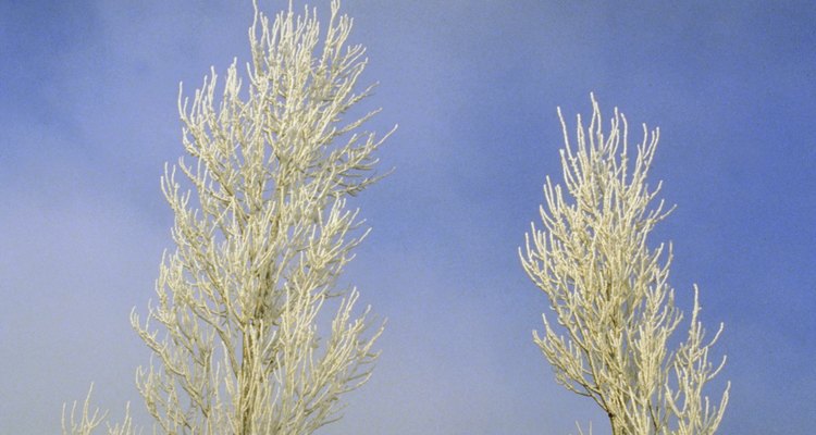 Dessication can be prevented by constructing a wind fence or spraying with an anti-dessicant.