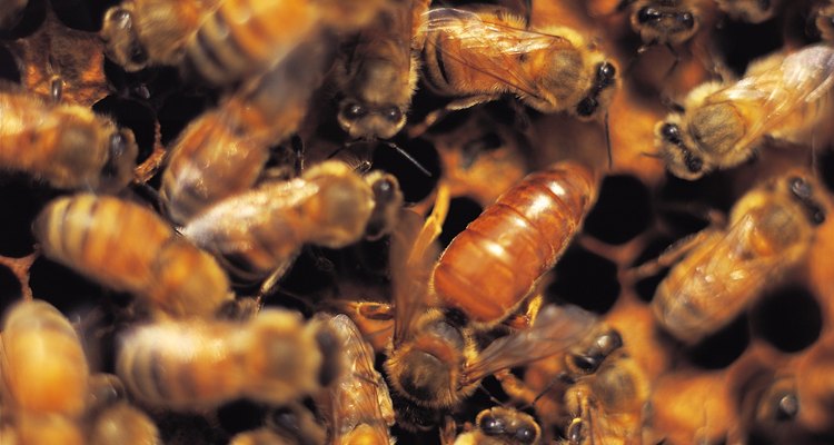 Las abejas necesitan más que sólo miel para sobrevivir.