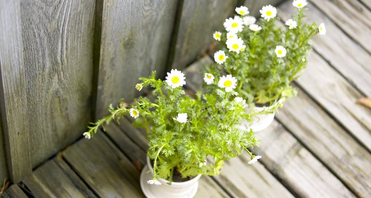 Las plantas requieren ciertas condiciones de crecimiento.