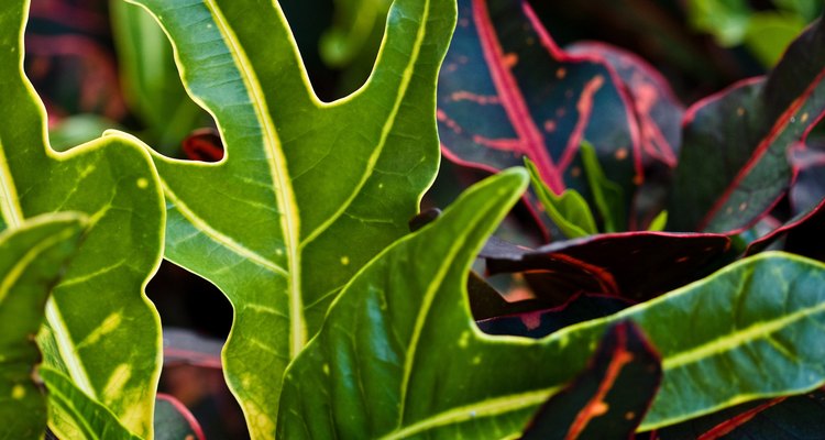 Plantas do gênero Croton apresentam incríveis padrões de cor