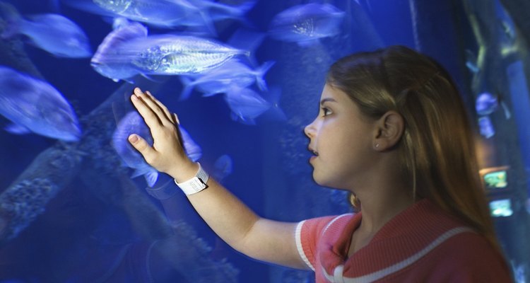 Look for fish that get along well.