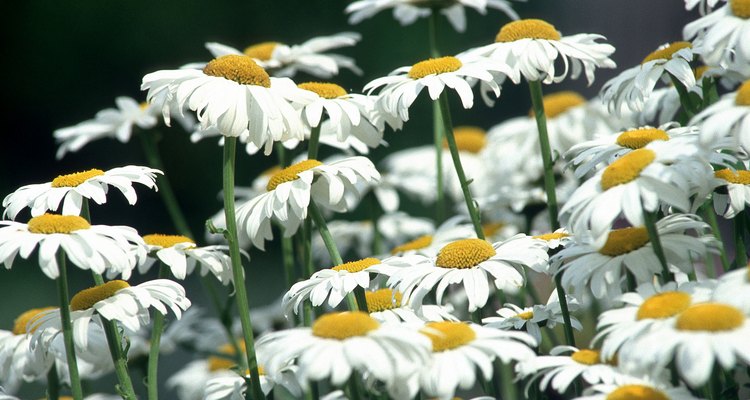 Periodic pruning keeps Argyranthemum frutescens blooming and bushy.