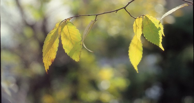 Cooler temperatures can cause leaves of many plant varieties, including Stephanotis, to yellow.